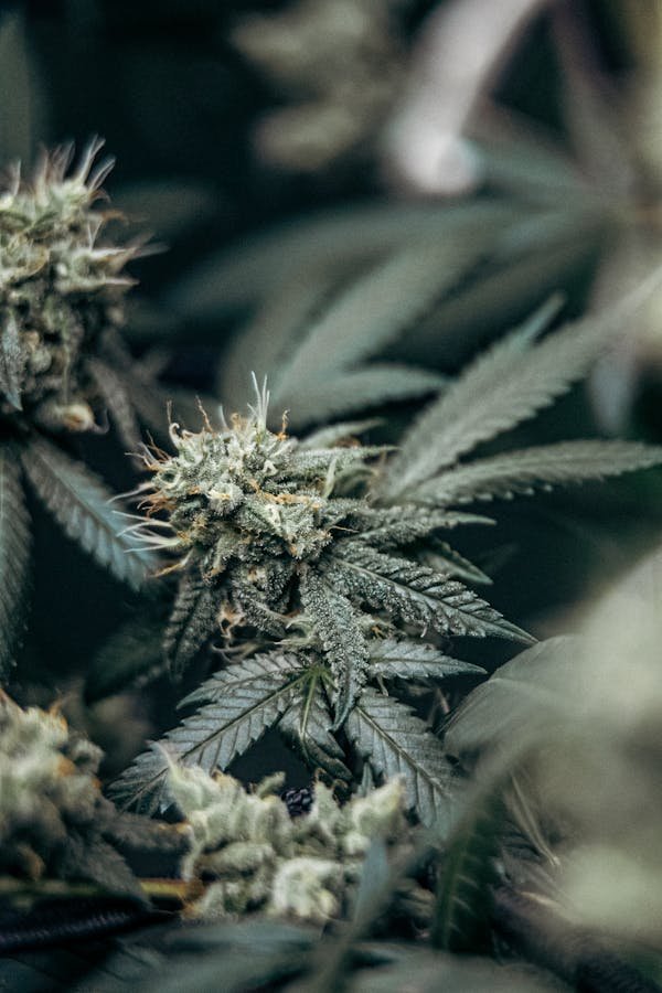 Fleurs de cannabidiol greenhouse : saveurs et prix imbattables